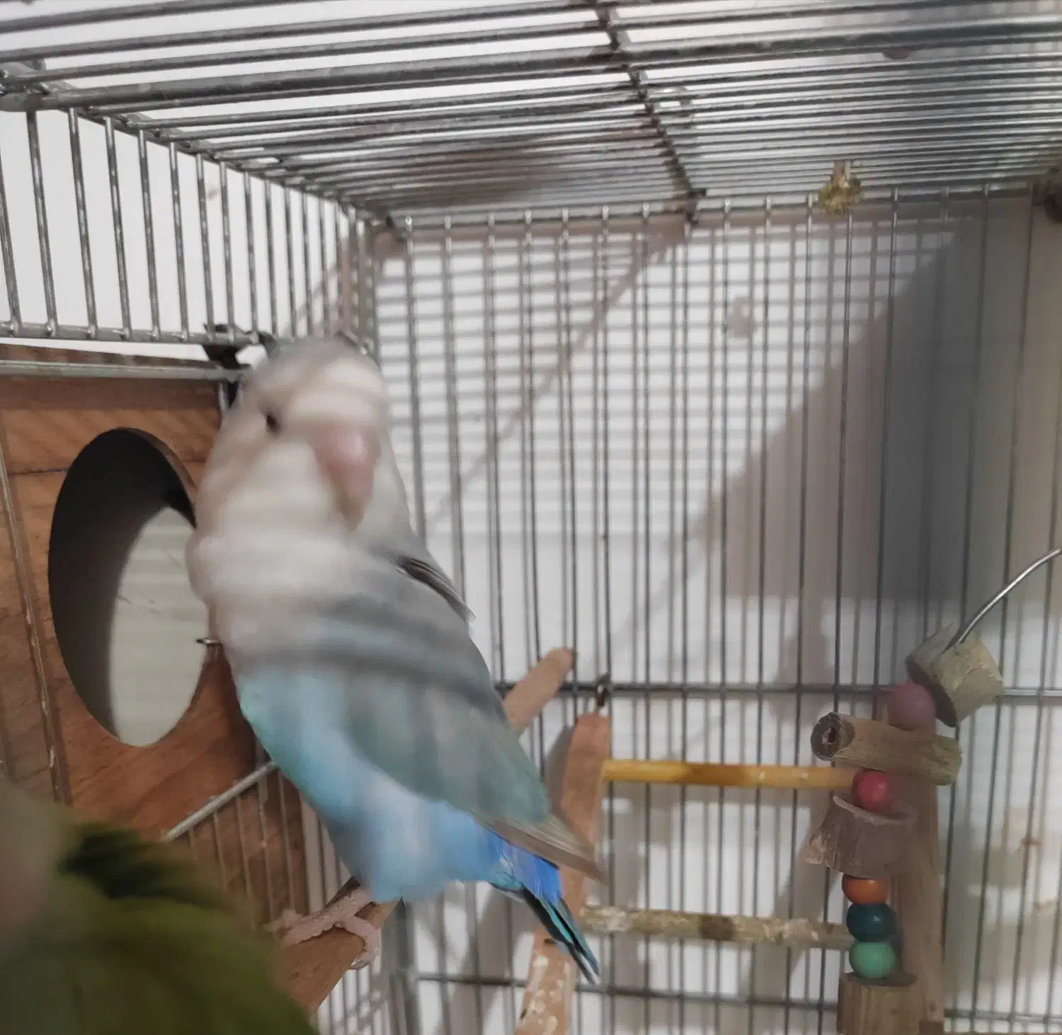 طوطی برزیلی|پرنده|برازجان, |دیوار