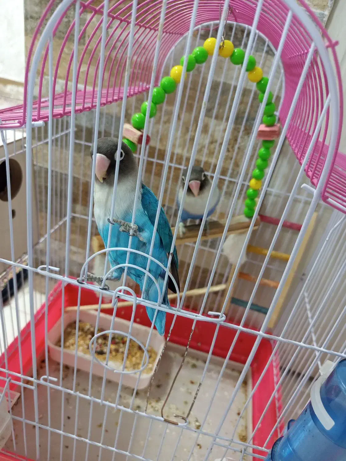 یک جفت طوطی کوتوله برزیلی|پرنده|رفسنجان, |دیوار