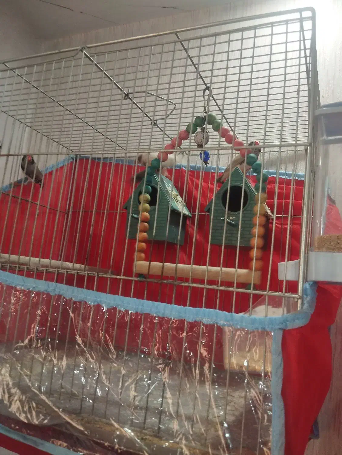 فنج لپ سیا|پرنده|کرج, مهرویلا جنوبی|دیوار