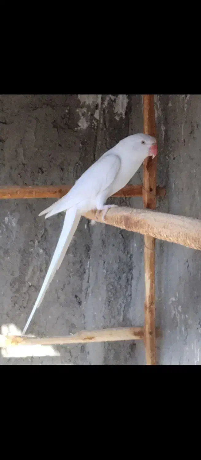 جفت طوطی ملنگو سفیدمولد|پرنده|بندرعباس, |دیوار