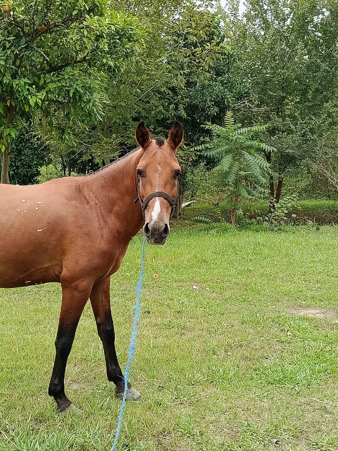 اسب کورسی|اسب و تجهیزات اسب‌سواری|ضیابر, |دیوار