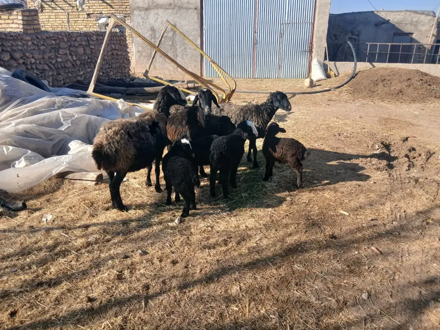 ۳ راس گوسفند|حیوانات مزرعه|دوتپه, |دیوار