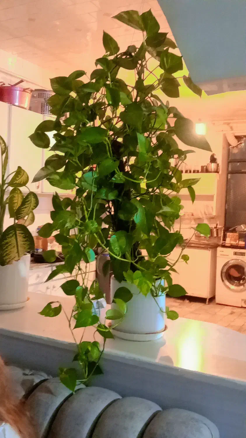 گل ها|گل و گیاه طبیعی|سنندج, |دیوار