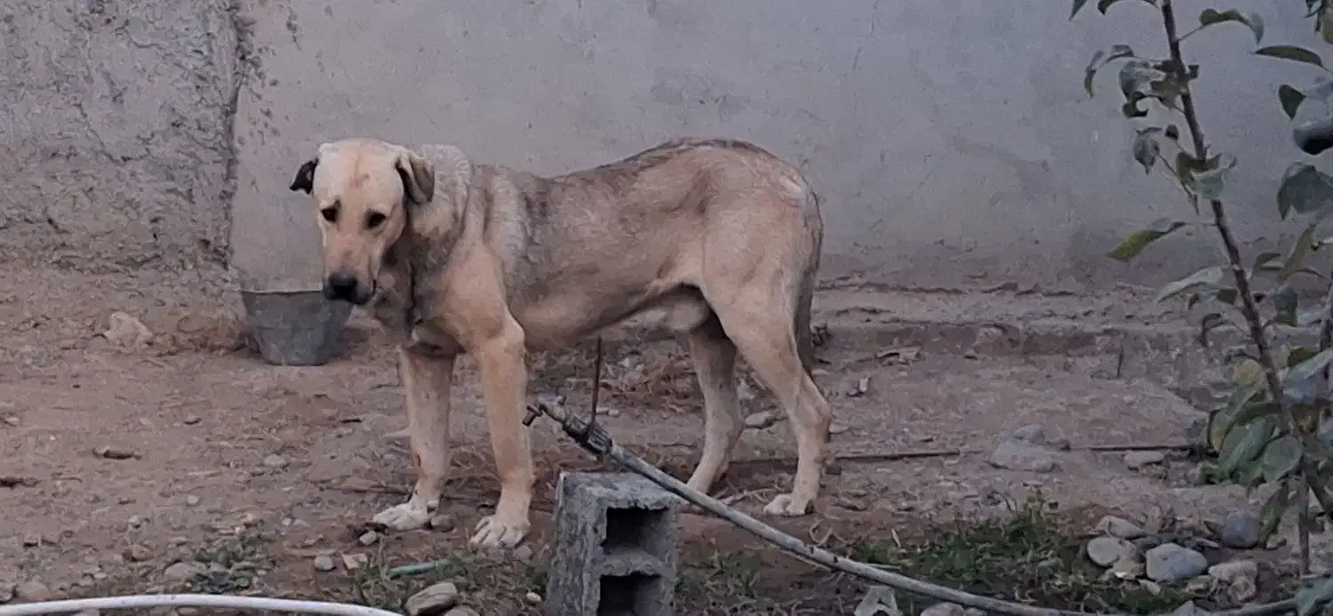 سگ پژدر|سگ|اردبیل, |دیوار