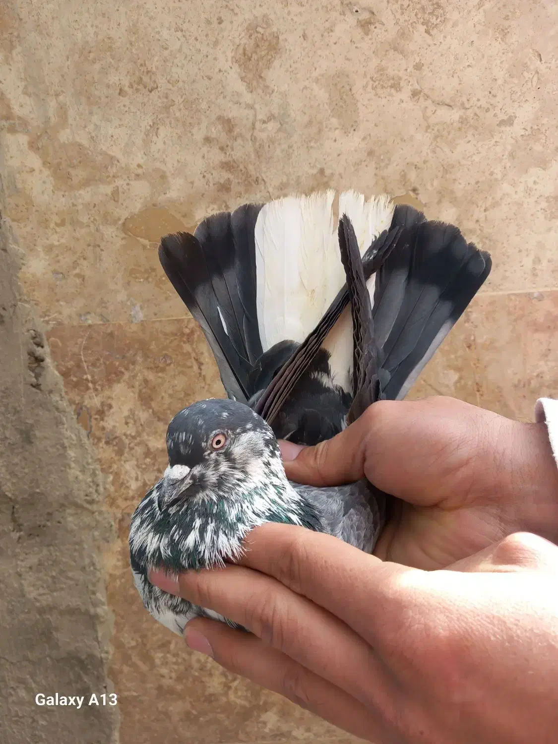 کفتر پرشی|پرنده|معصومیه, |دیوار