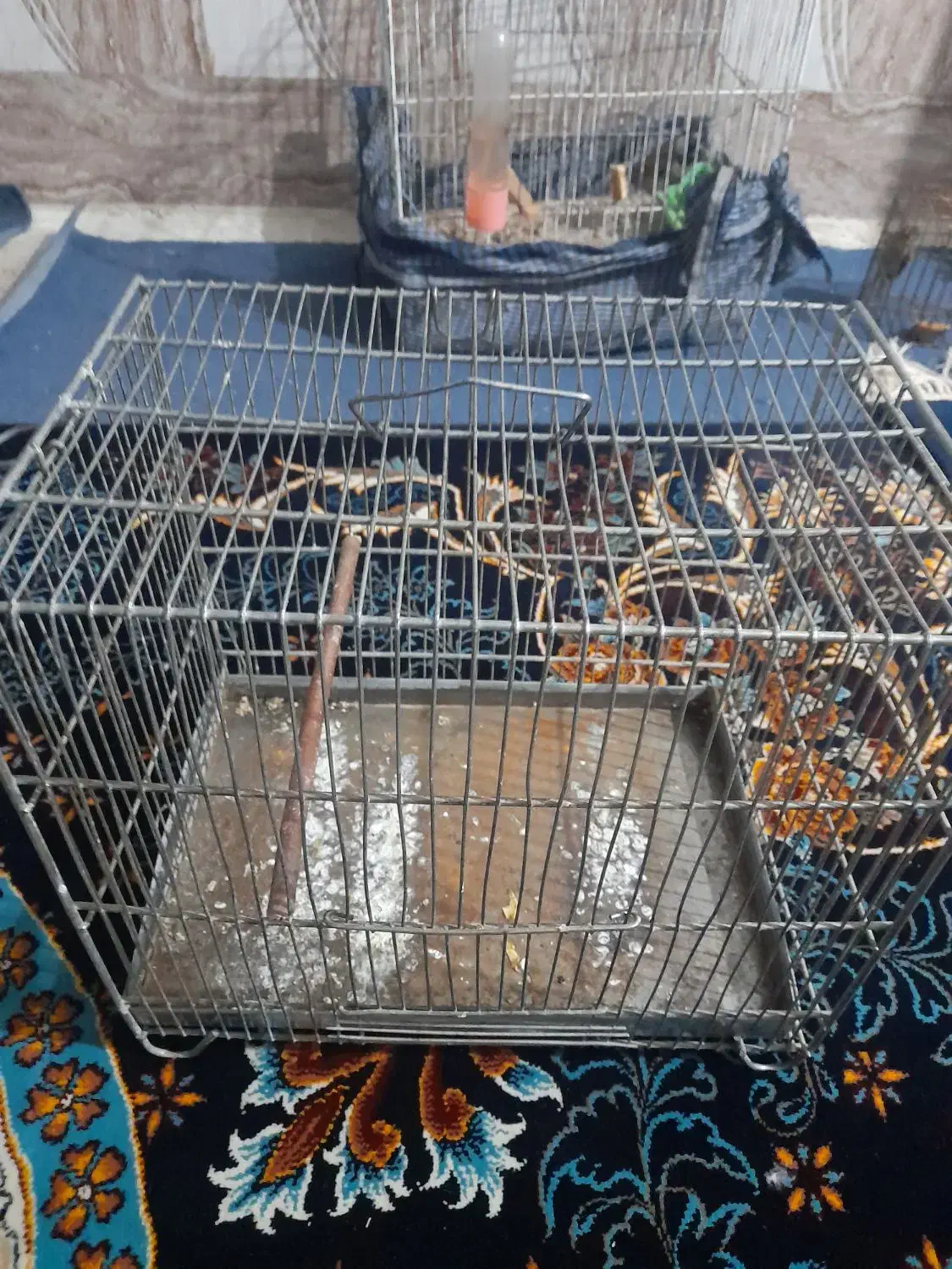 مرغ عشق مولد|پرنده|اندیمشک, |دیوار