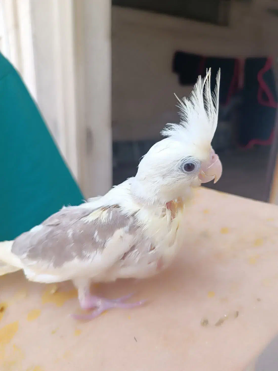 عروس هلندی|پرنده|اهواز, فاز ۵ پاداد|دیوار