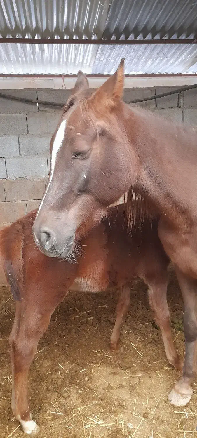 مادیون عرب درشور|اسب و تجهیزات اسب‌سواری|شیراز, قلات|دیوار