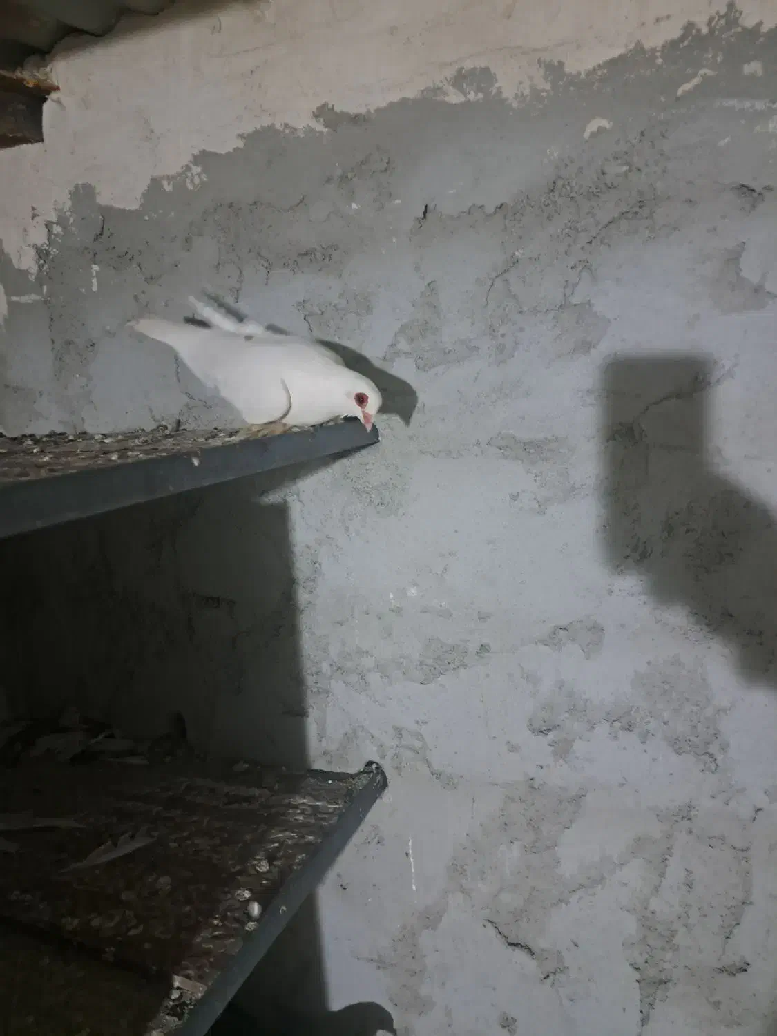 کبوتر قرمز گوز|پرنده|تبریز, |دیوار