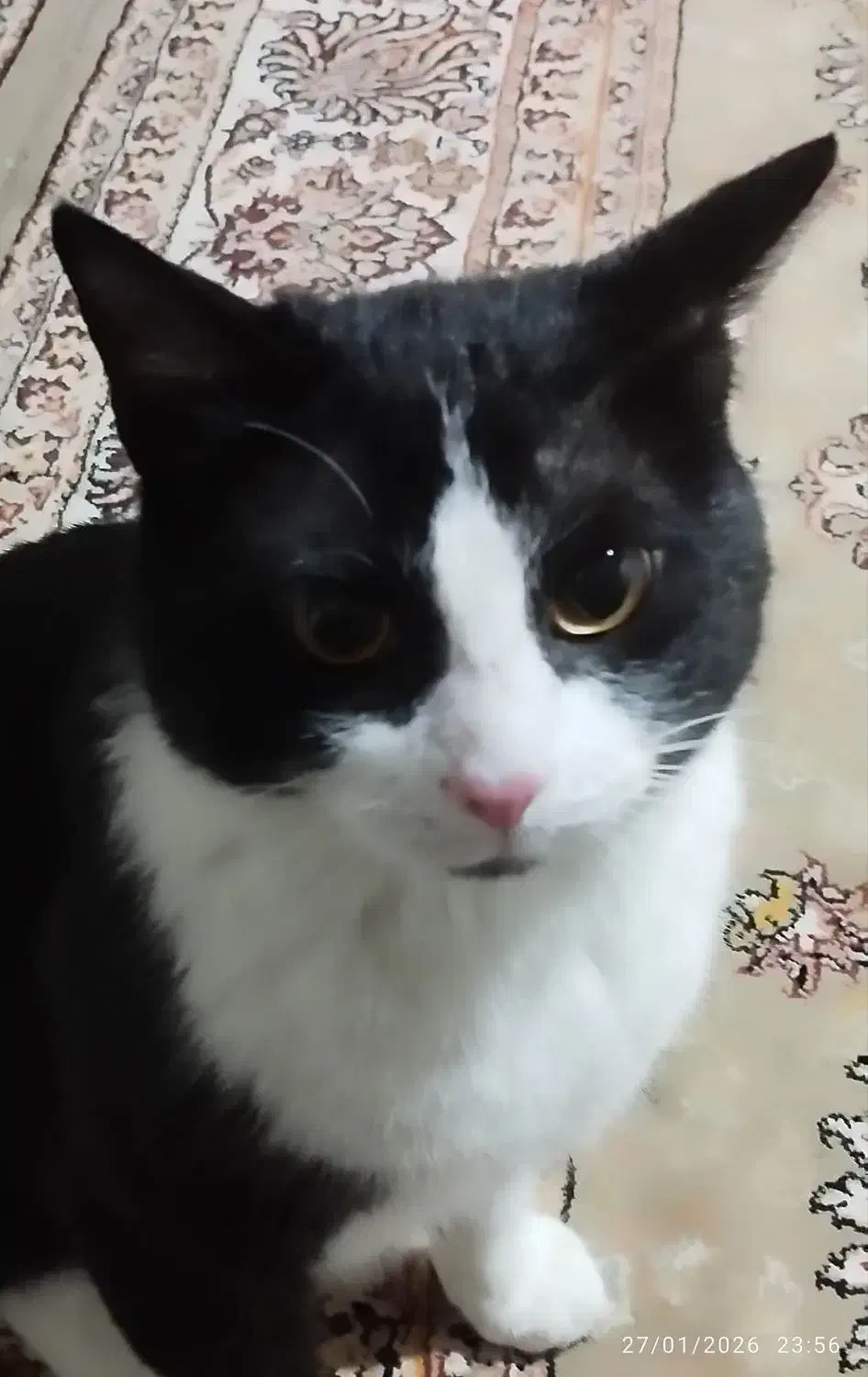 گربه خانگی و بازی گوش|گربه|مریوان, |دیوار