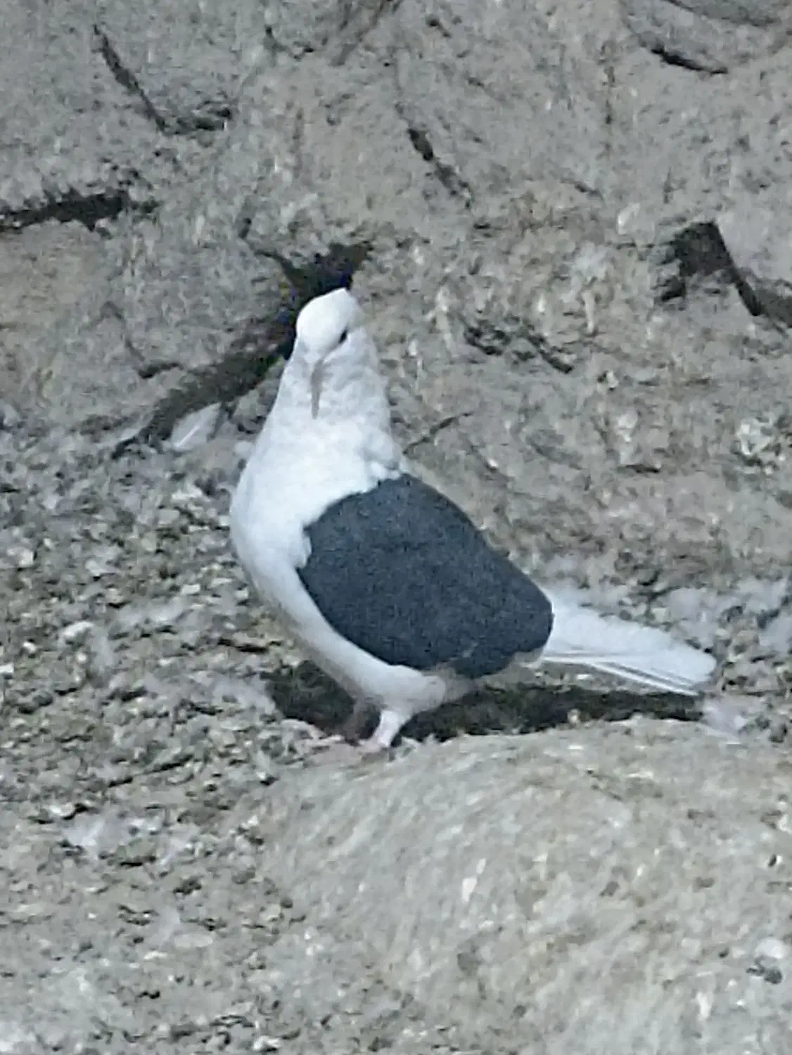 کبوتر دوکت|پرنده|سیسخت, |دیوار