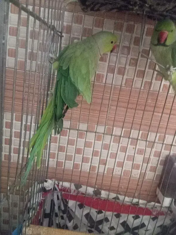 دوعدد طوطی ملنگو نر|پرنده|زرند, |دیوار