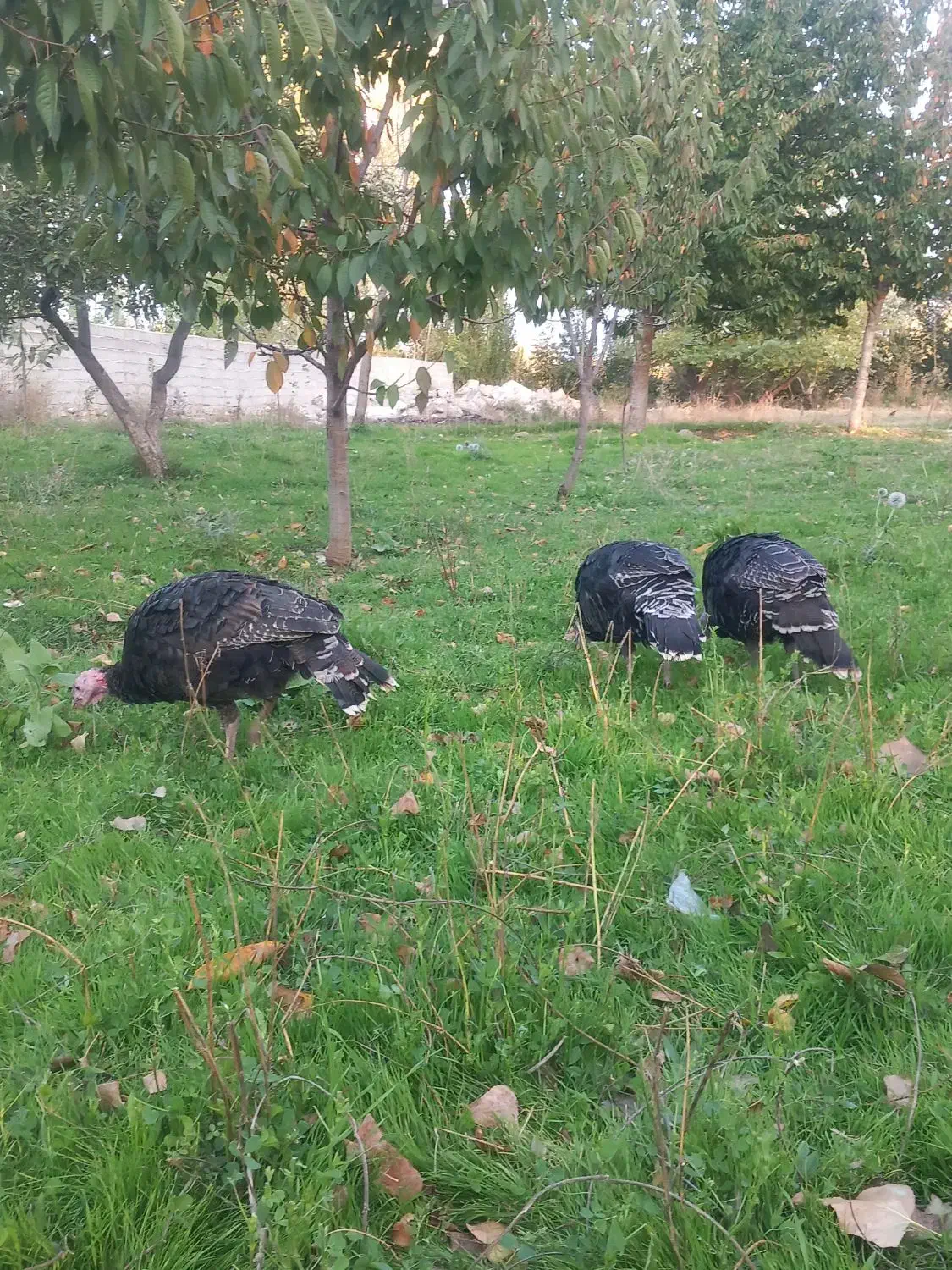 فروش بوقلمون محلی|حیوانات مزرعه|مشگین شهر, |دیوار