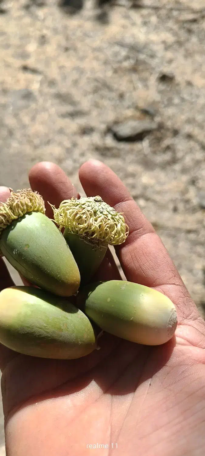 بلوط|خوردنی و آشامیدنی|سروآباد, |دیوار