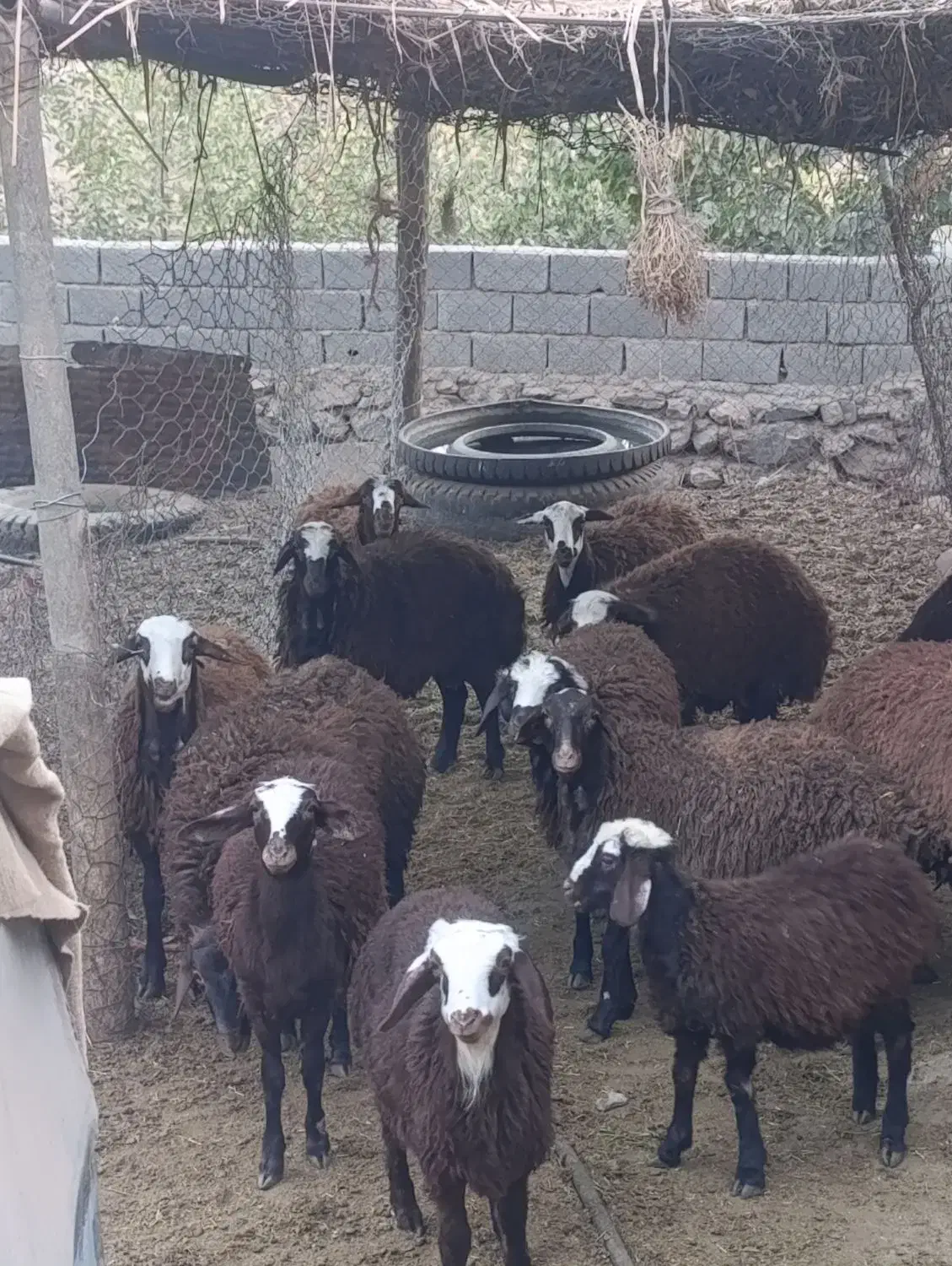 بره نر چاق|حیوانات مزرعه|هشتگرد, شهرک صنعتی هشتگرد|دیوار