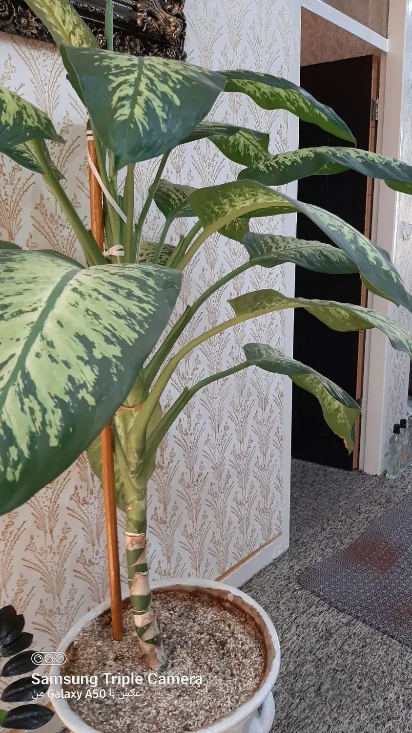 گل دیفن|گل و گیاه طبیعی|مسجد سلیمان, |دیوار