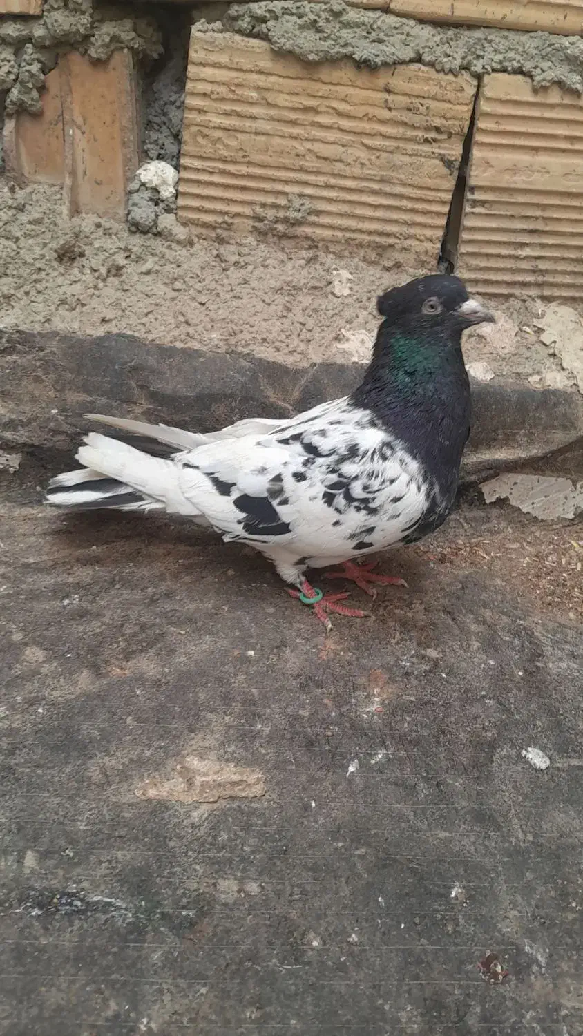 کبوتر|پرنده|چناران, |دیوار