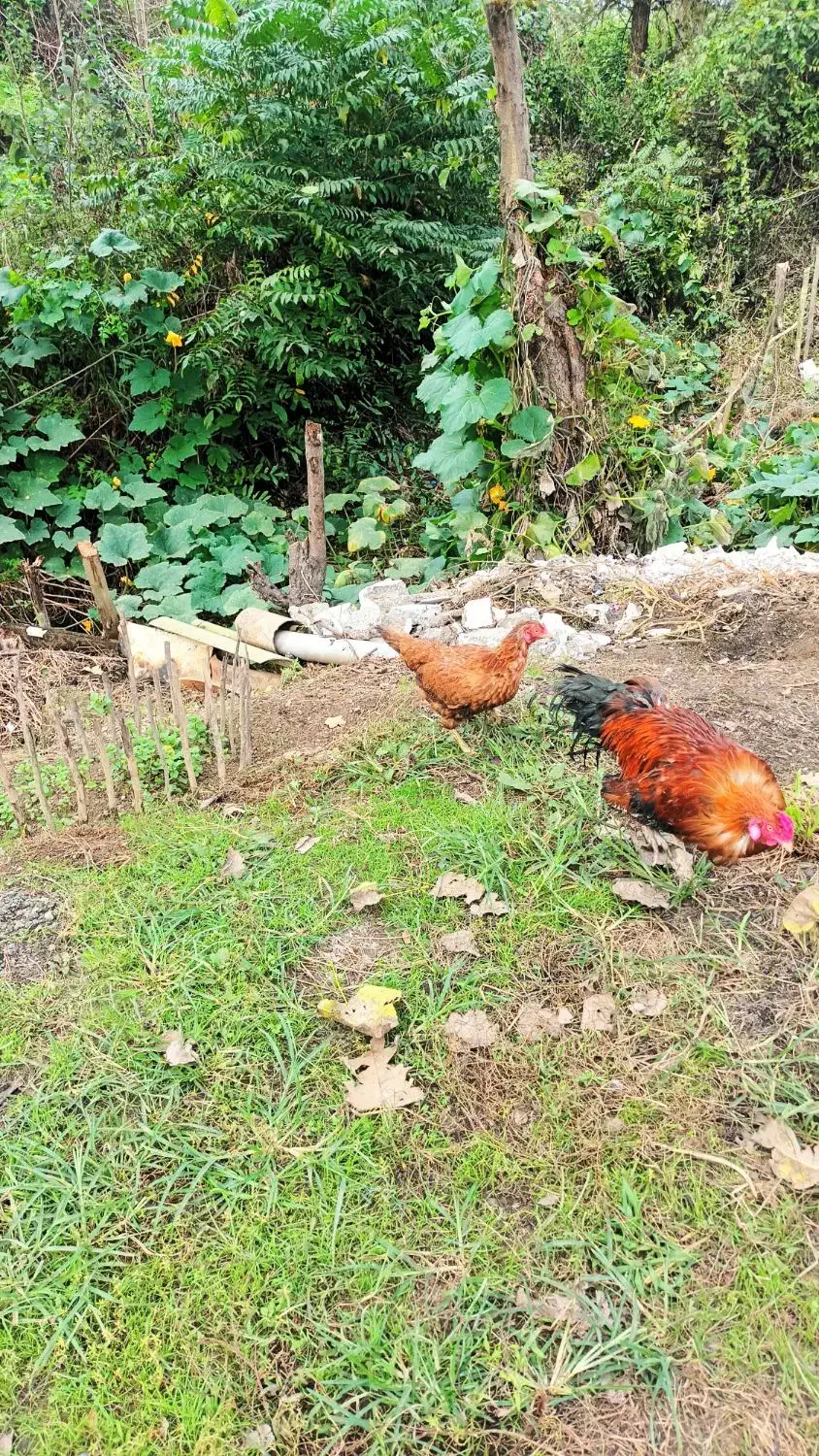 مرغ و خروس لاری|حیوانات مزرعه|رشت, لاکان شهر|دیوار