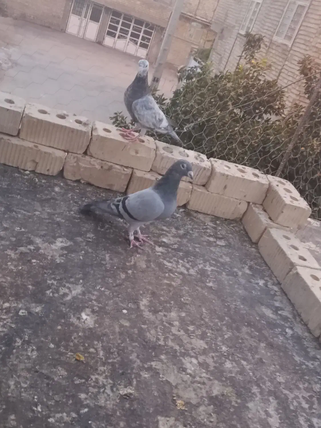 یک جفت پلاکی مسافتی نرماده معاوضه|پرنده|مرودشت, ثبت احوال|دیوار