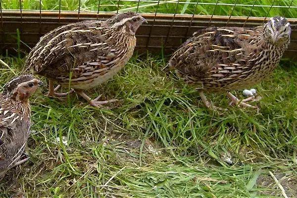 ۳عدد بلدرچین|لوازم جانبی حیوانات|سوسنگرد, |دیوار