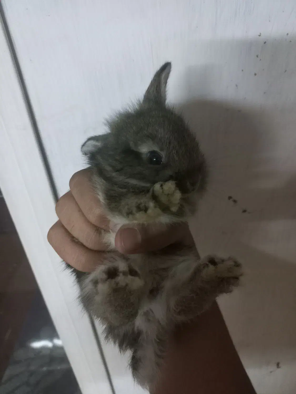 خرگوش ۲۵ روزه|موش و خرگوش|کردکوی, |دیوار