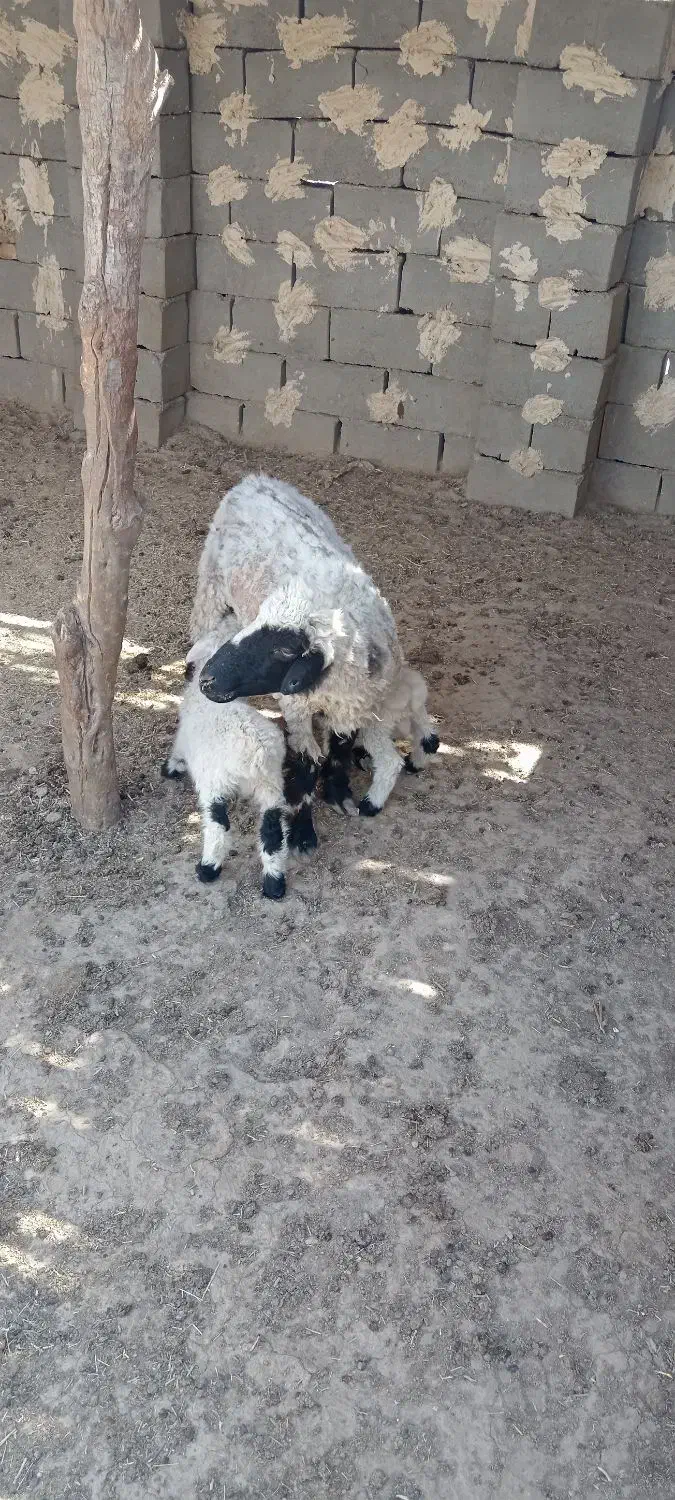 گوسفند جملی جوان بادوبره نر|حیوانات مزرعه|زابل, |دیوار