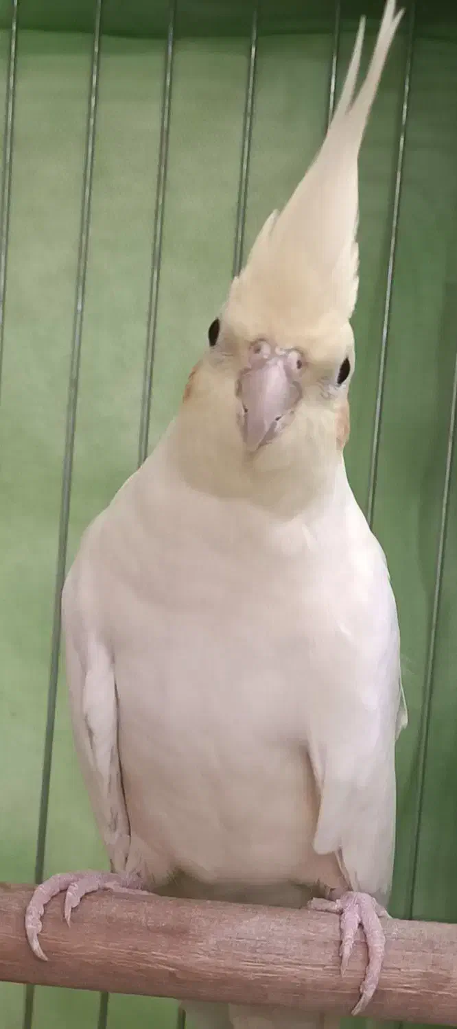 عروس هلندی لوتینو ماده|پرنده|گرگان, |دیوار