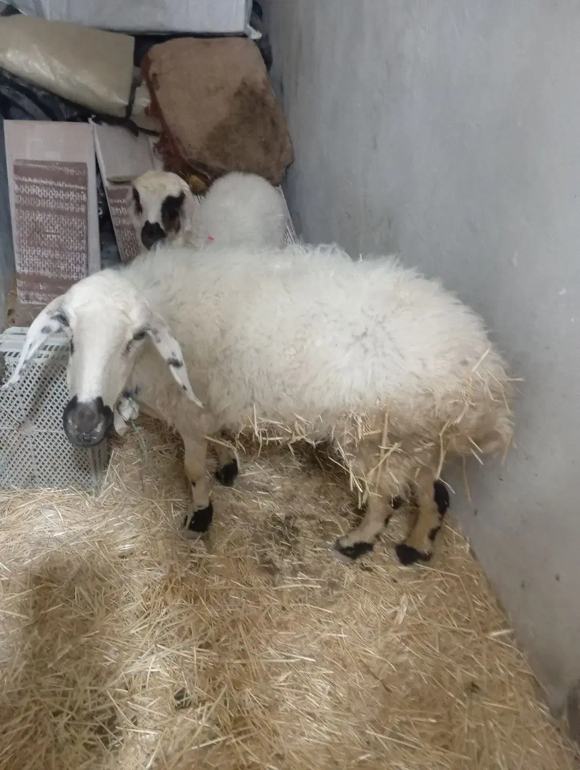 میش جون فروشی|حیوانات مزرعه|میبد, |دیوار