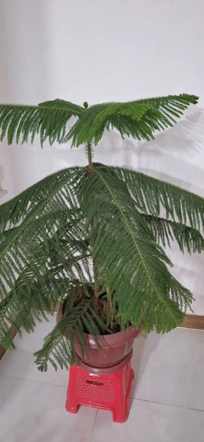 کاج مطبق|گل و گیاه طبیعی|سنقر, |دیوار