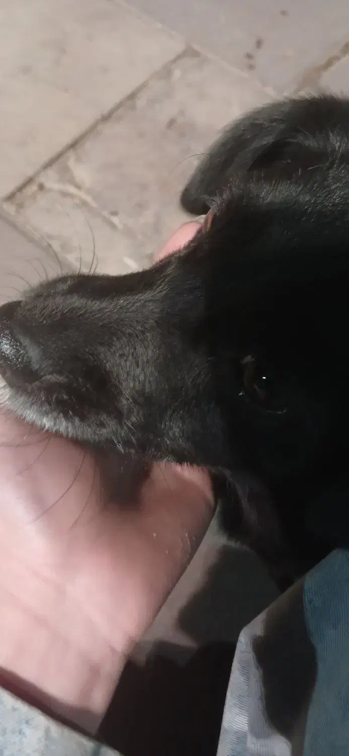 گمشده شمانیست|سگ|قدس, شهر‌قدس|دیوار