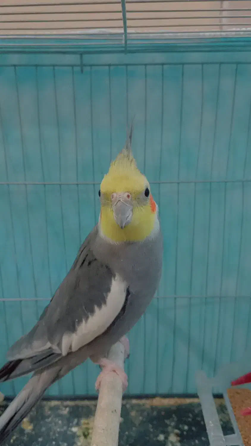 عروس هلندی نر|پرنده|باشتین, |دیوار