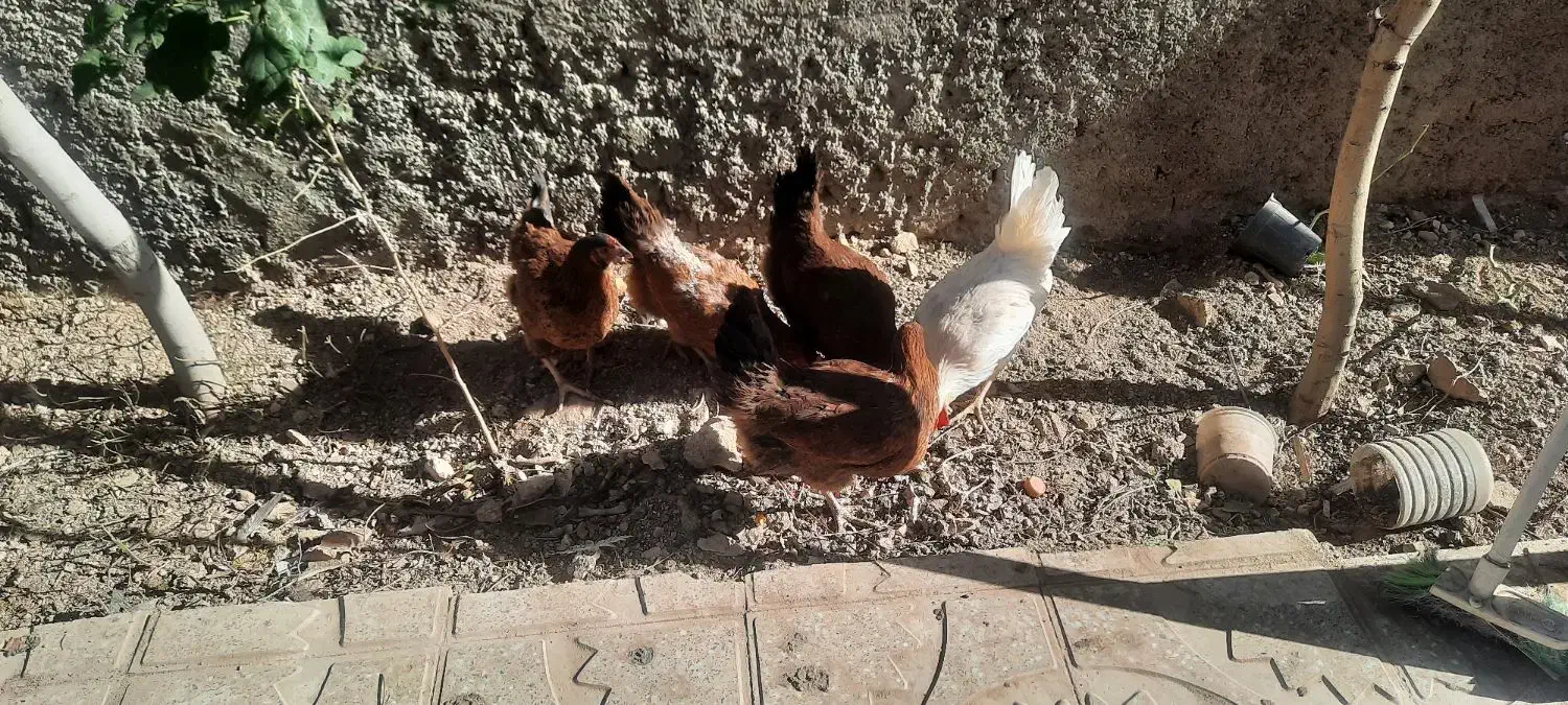 مرغ تخمی|حیوانات مزرعه|اشترینان, |دیوار