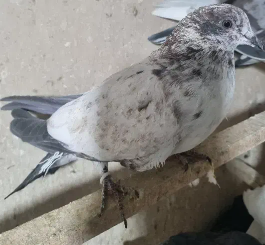 چندتا جوجه گرفتنی و ی جفت نرو ماده حسابی|پرنده|قم, آزادگان|دیوار