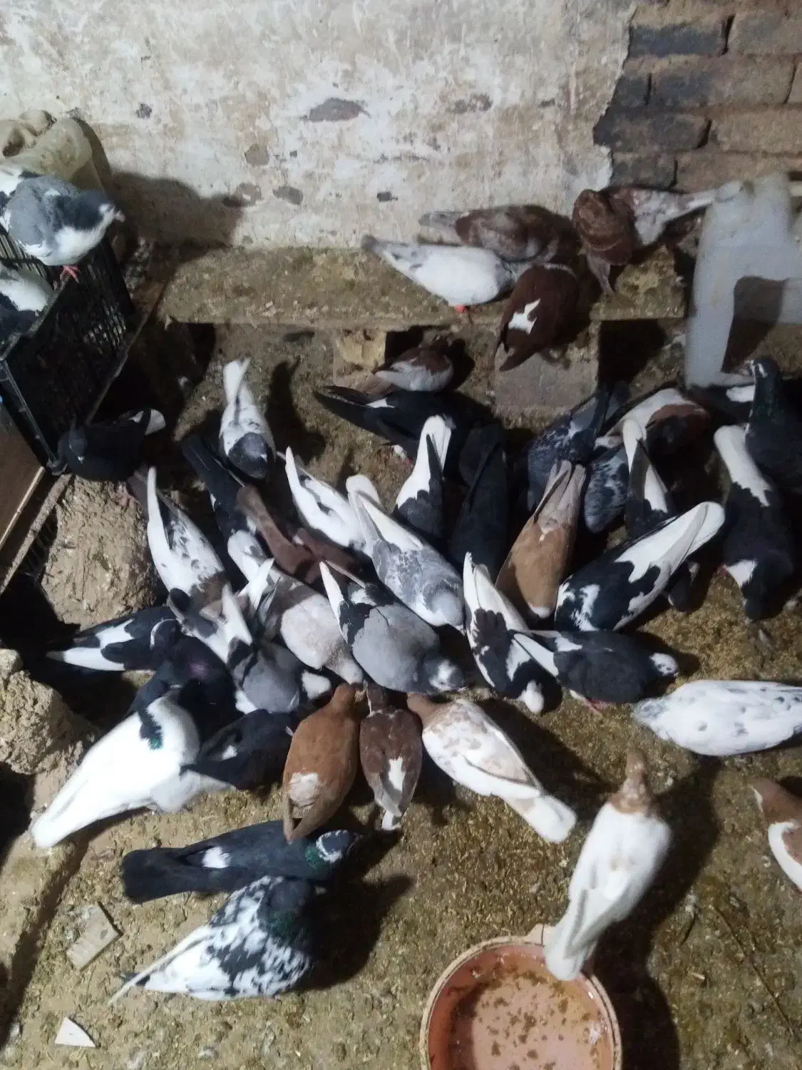 کفترزیبا|پرنده|قائن, |دیوار