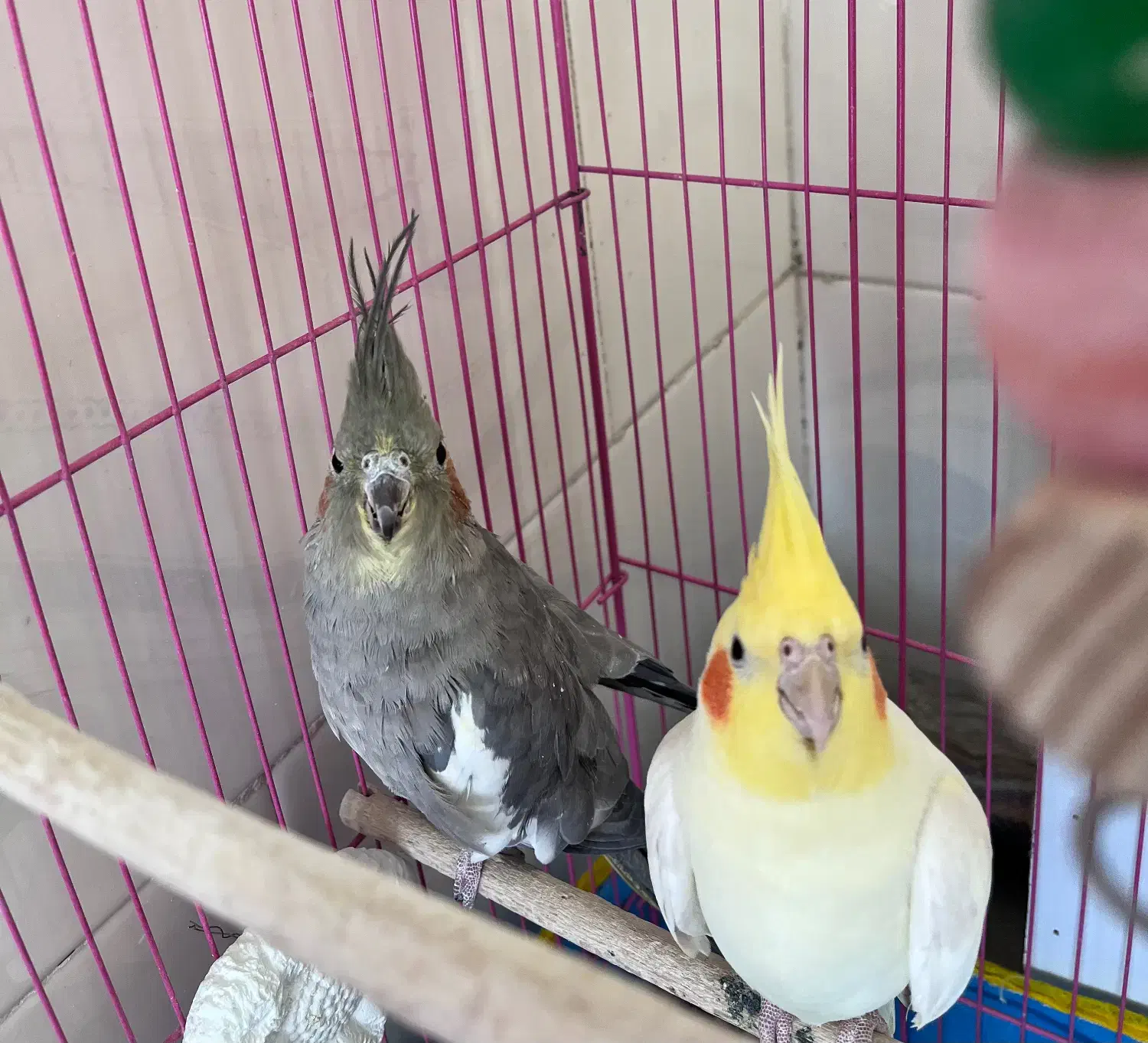 عروس هلندی|پرنده|بافت, |دیوار