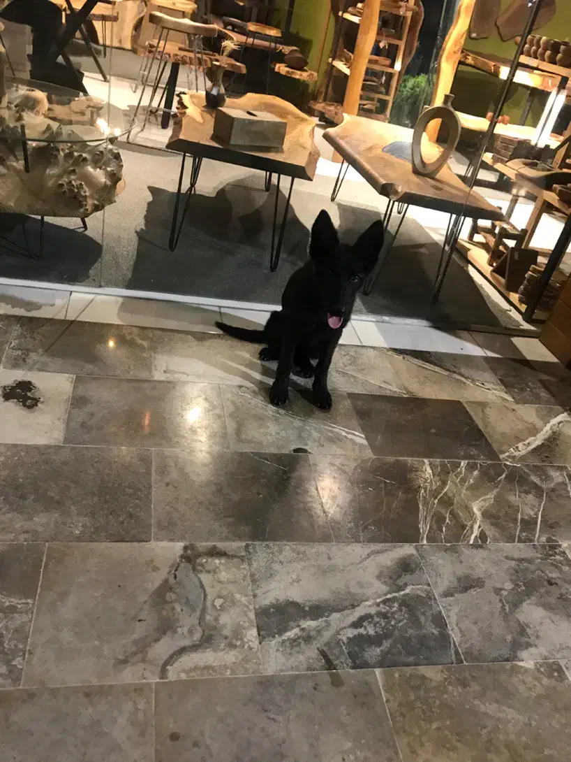 ژرمن بلک|سگ|ساری, |دیوار