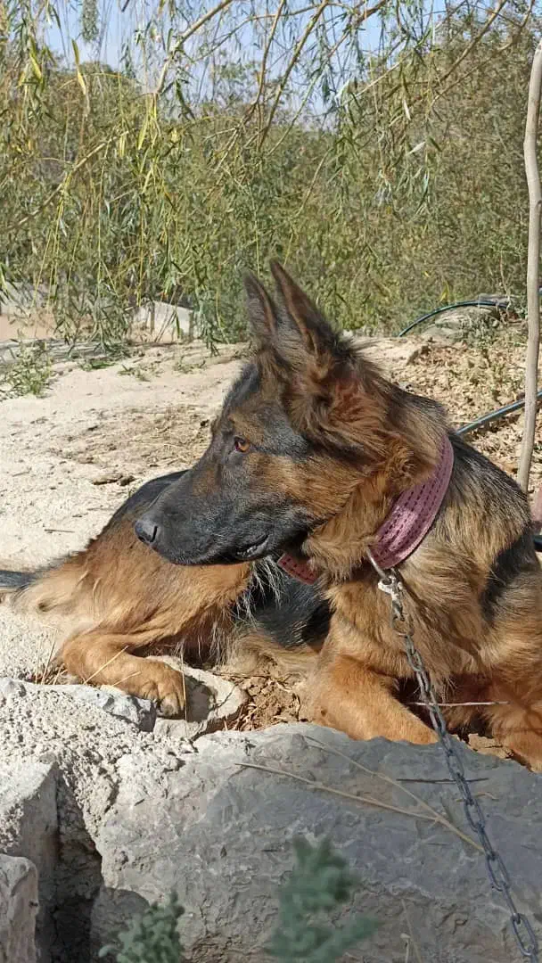 سگ ژرمن شپرد|سگ|بجنورد, |دیوار