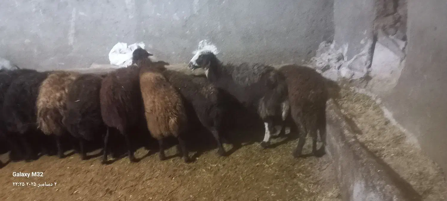 تعداد۱۶ میش دورگ افشار|حیوانات مزرعه|دهگلان, |دیوار