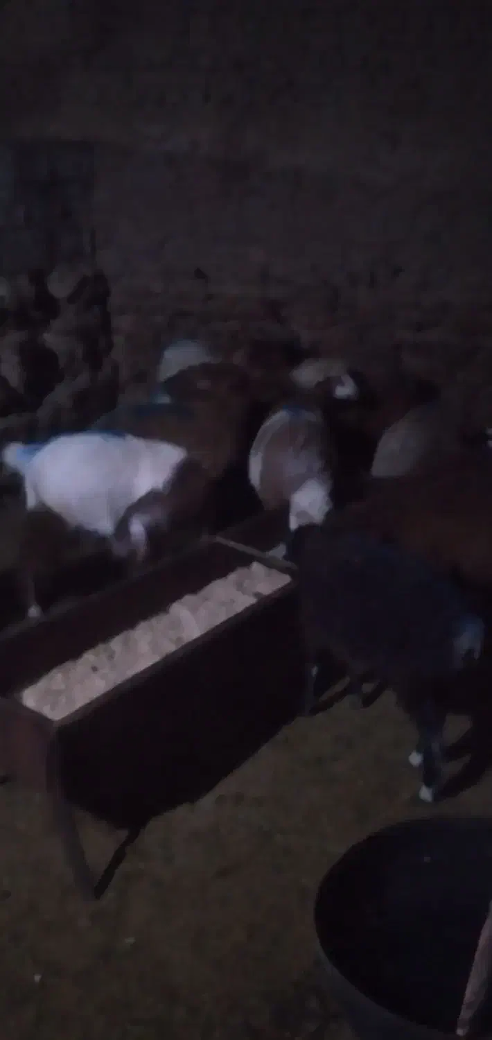 فروش بزغاله بره ومیش|حیوانات مزرعه|بجنورد, |دیوار