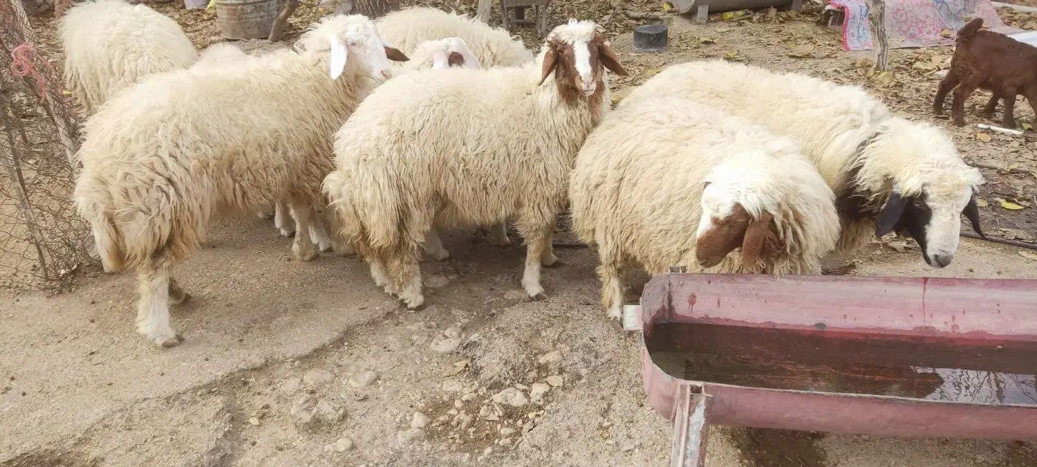 کاور .بره.گوسفند|حیوانات مزرعه|گوآور, |دیوار