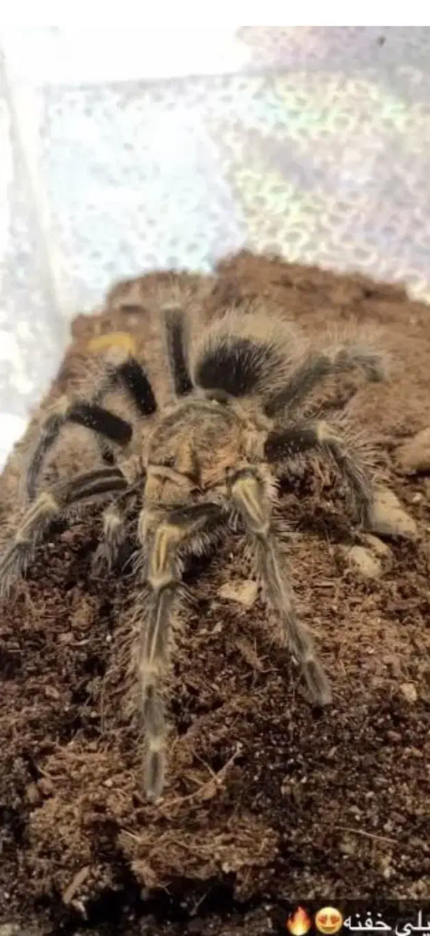 فروش ترانتولا|خزنده|تهران, سعادت‌آباد|دیوار