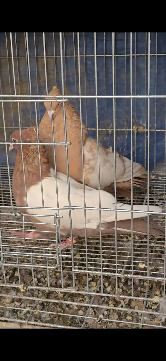 جفت سینه زرد سینه سرخ|پرنده|شیراز, کاراندیش|دیوار