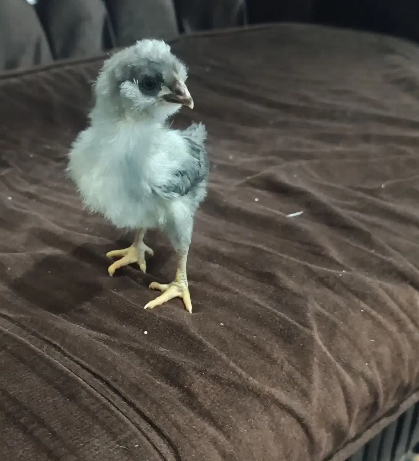 جوجه گلین لر|حیوانات مزرعه|مشهد, انقلاب|دیوار