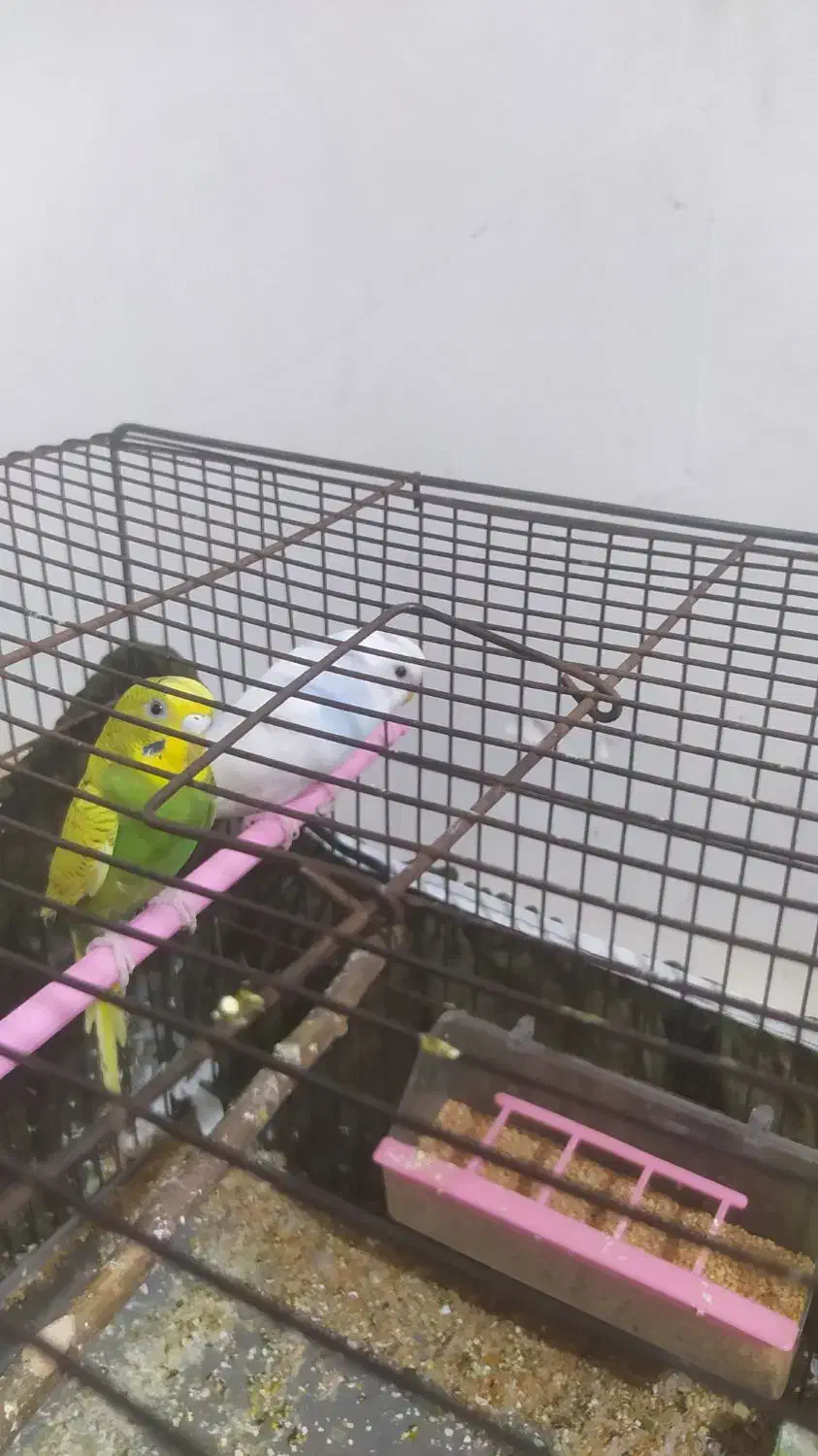 مرغ عشق|پرنده|محمدیه-قزوین, |دیوار