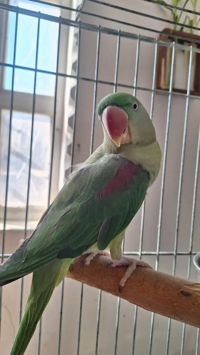 شاه طوطی ماده|پرنده|مهران (هرمزگان), |دیوار