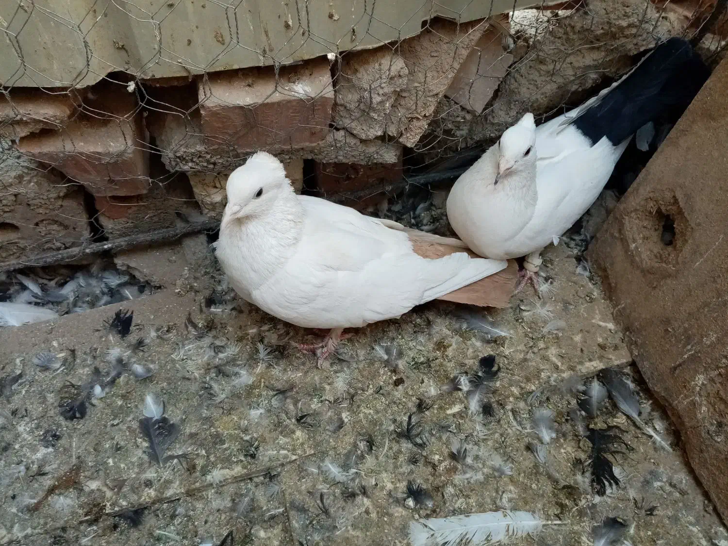 کبوتر نروماده اطراف زرند|پرنده|کرمان, |دیوار