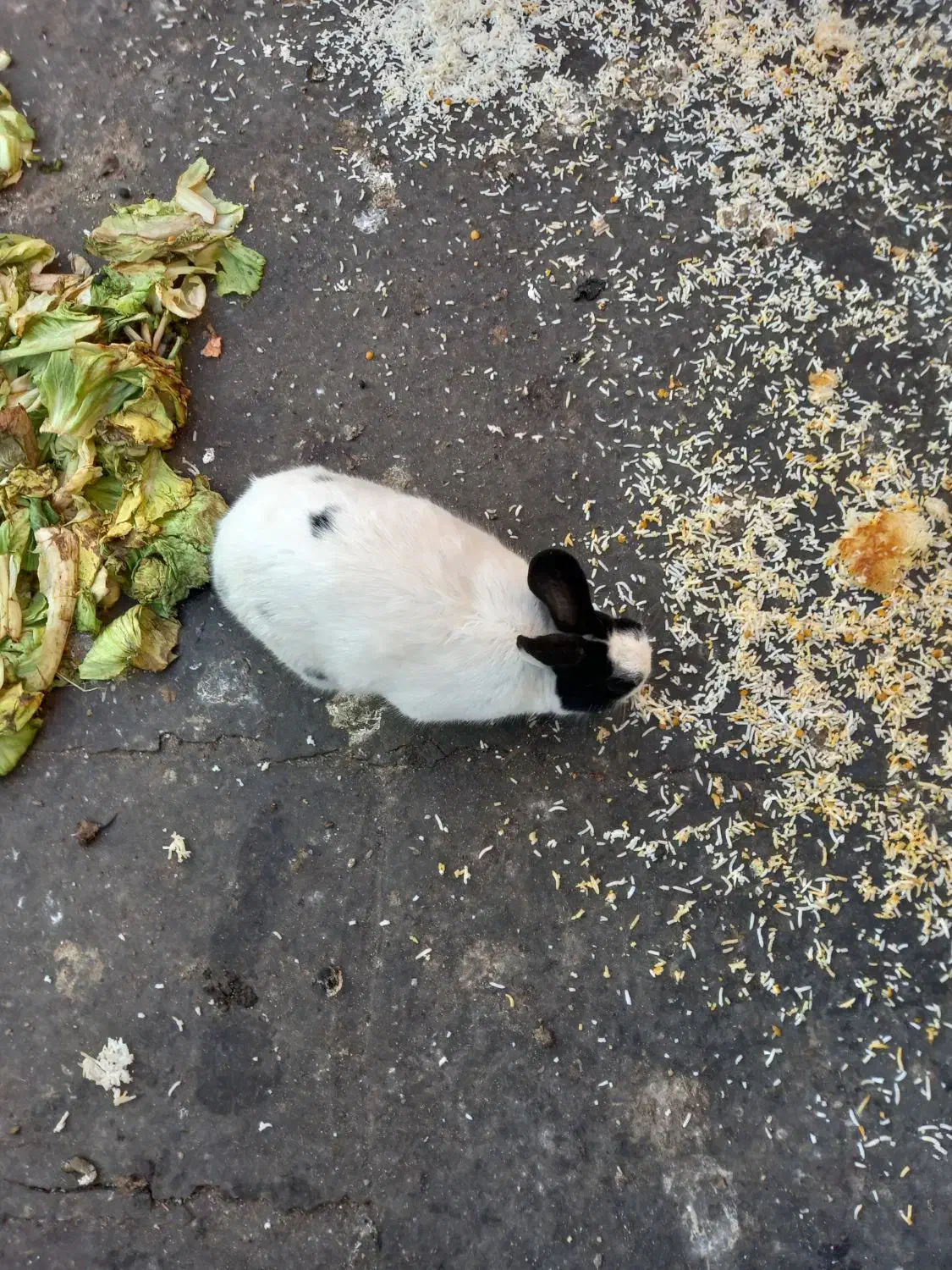 یک جفت خرگوش نرو ماده به فروش میرسد|موش و خرگوش|پاکدشت, خاتون آباد|دیوار