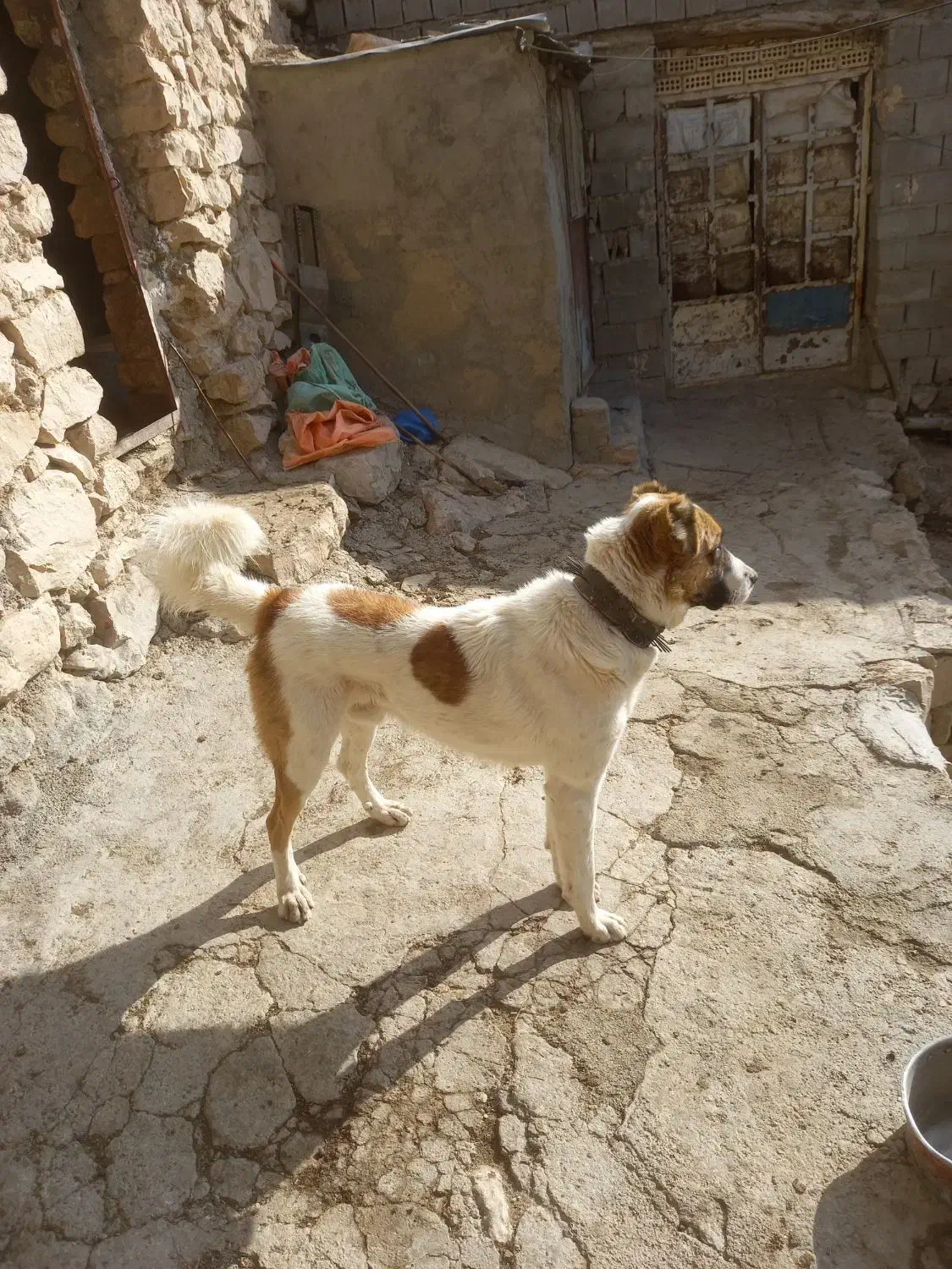 ۷تومان|سگ|بجنورد, |دیوار