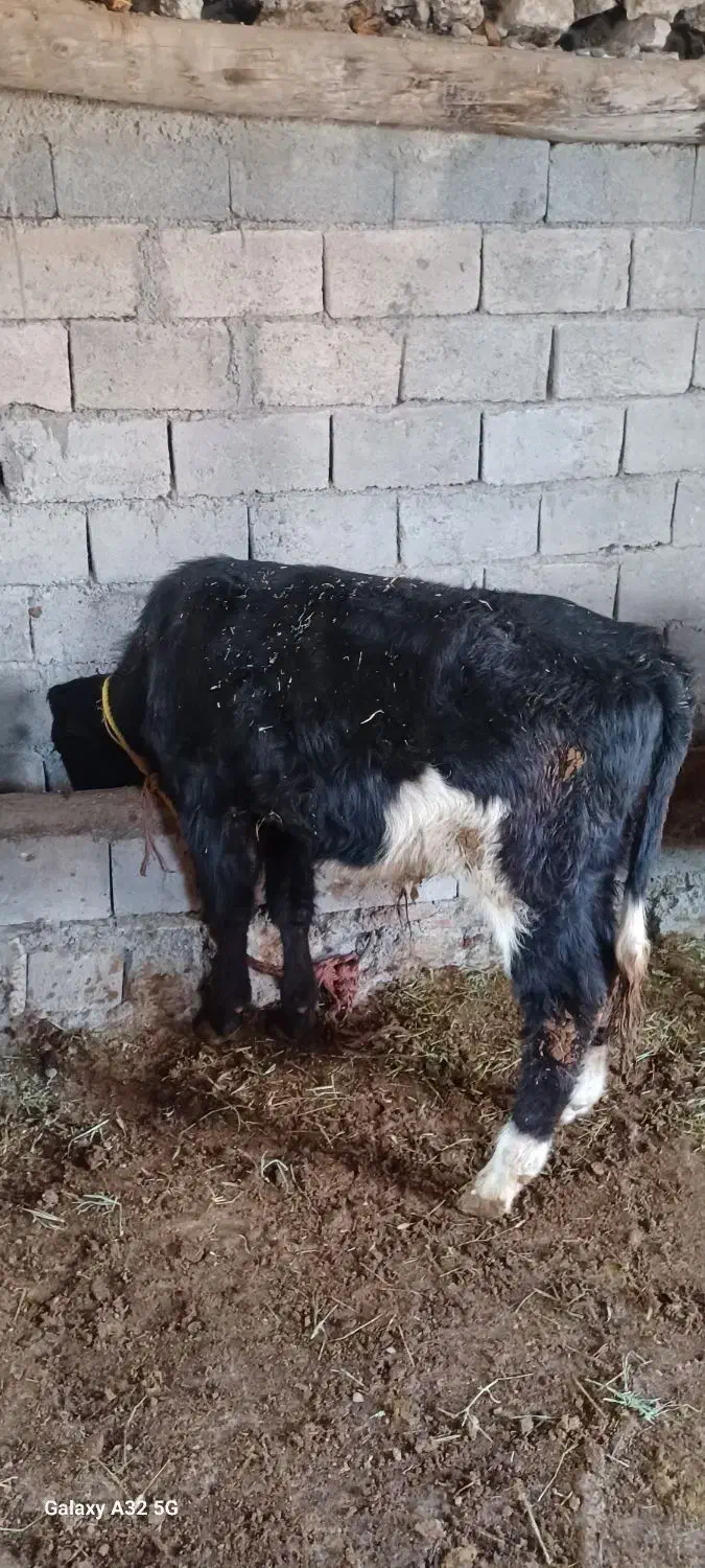 گوساله|حیوانات مزرعه|قره ضیاالدین, |دیوار