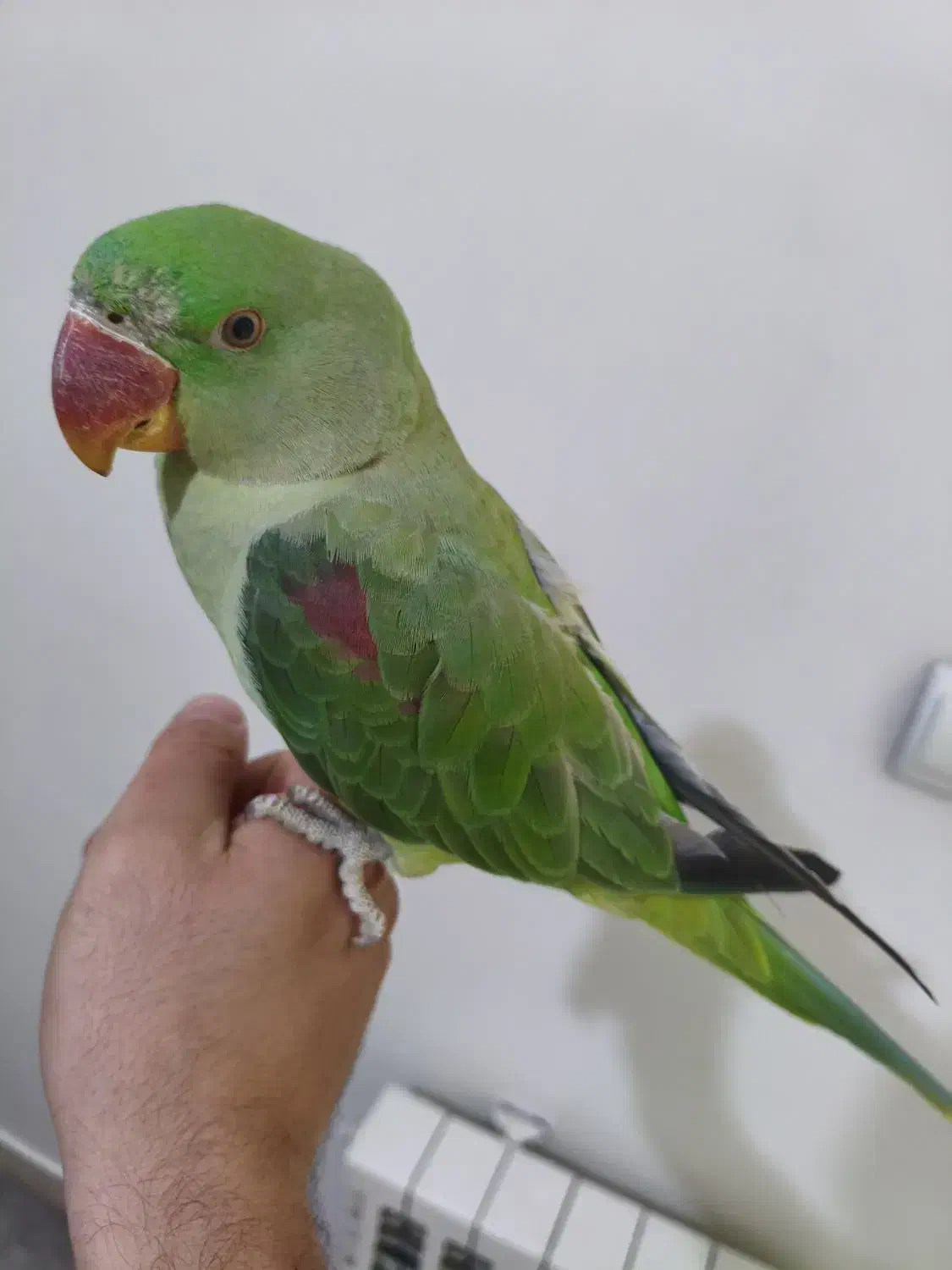 جوجه شاه طوطی ۵ماهه|پرنده|تهران, افسریه جنوبی|دیوار